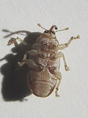 Lignyodes helvolus