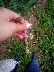 Melilotus albus