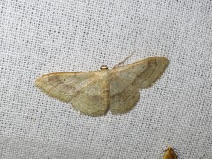 Idaea aversata