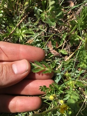 Potentilla drummondii