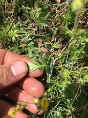 Potentilla drummondii
