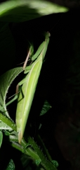Mantis religiosa