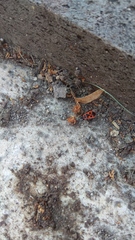 Pyrrhocoris apterus