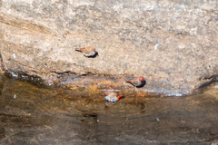 Emblema pictum