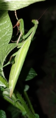 Mantis religiosa