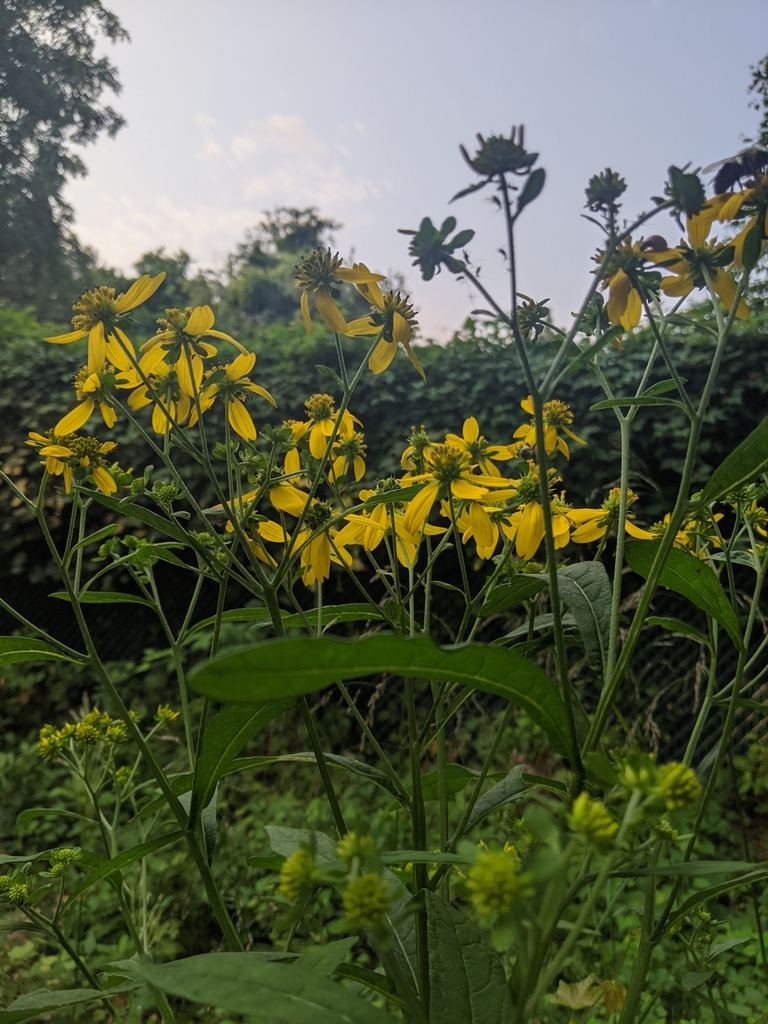 Wingstem from Boulevard Manor, Arlington, VA, USA on August 27, 2020 at