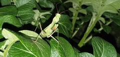 Mantis religiosa
