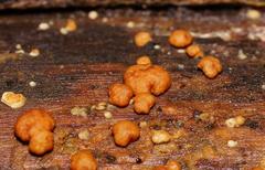 Trichoderma nothescens