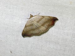Laspeyria flexula