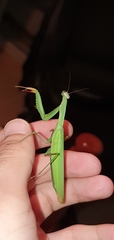 Mantis religiosa
