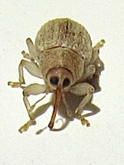 Lignyodes helvolus