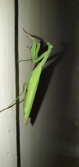 Mantis religiosa