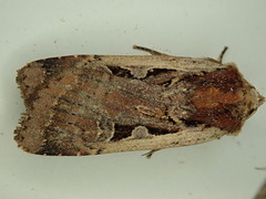 Parabagrotis exsertistigma