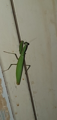 Mantis religiosa
