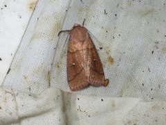 Mythimna turca