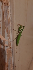 Mantis religiosa