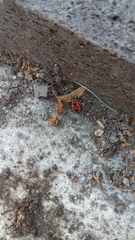 Pyrrhocoris apterus