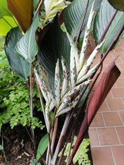 Pleiostachya pruinosa