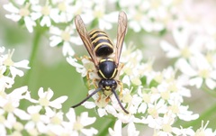 Dolichovespula sylvestris