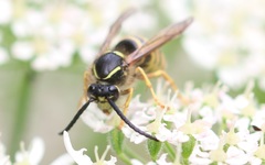 Dolichovespula sylvestris
