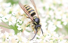 Dolichovespula sylvestris
