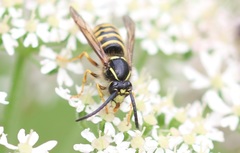 Dolichovespula sylvestris