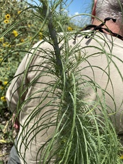 Helianthus salicifolius