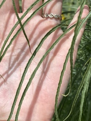 Helianthus salicifolius