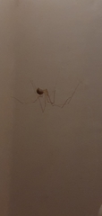 Pholcus phalangioides