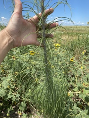 Helianthus salicifolius