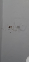 Pholcus phalangioides