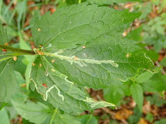 Phytomyza eupatorii