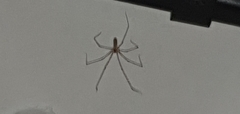 Pholcus phalangioides