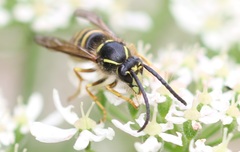 Dolichovespula sylvestris