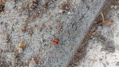 Pyrrhocoris apterus