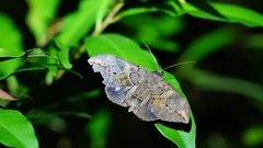 Ischyja ferrifracta