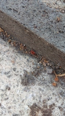 Pyrrhocoris apterus