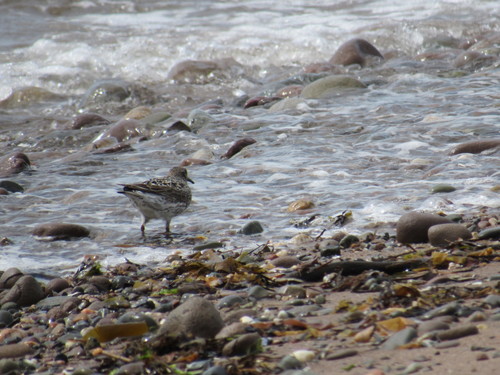 Calidris maritima image