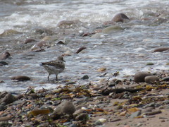 Calidris maritima image