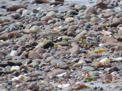 Calidris maritima image