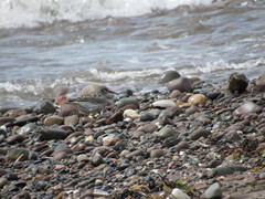Calidris maritima image
