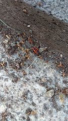 Pyrrhocoris apterus