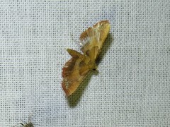 Endotricha flammealis