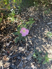 Oenothera speciosa