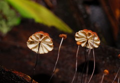 Marasmius crinis-equi