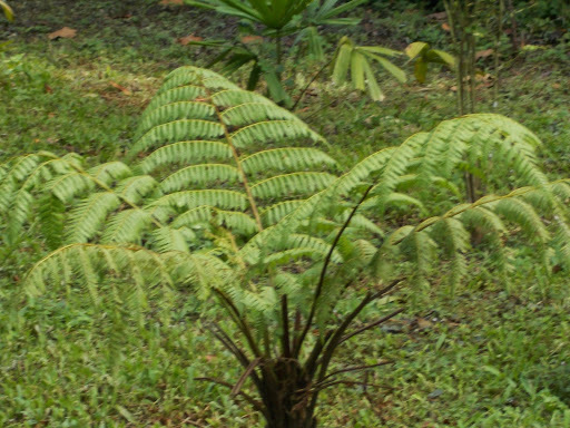 Alsophila latebrosa