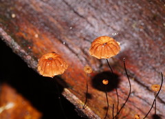 Marasmius crinis-equi
