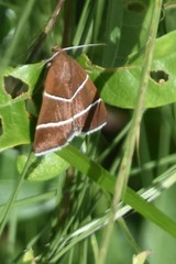 Argyrostrotis quadrifilaris