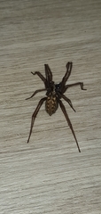 Eratigena duellica