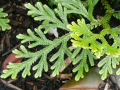 Selaginella willdenowii